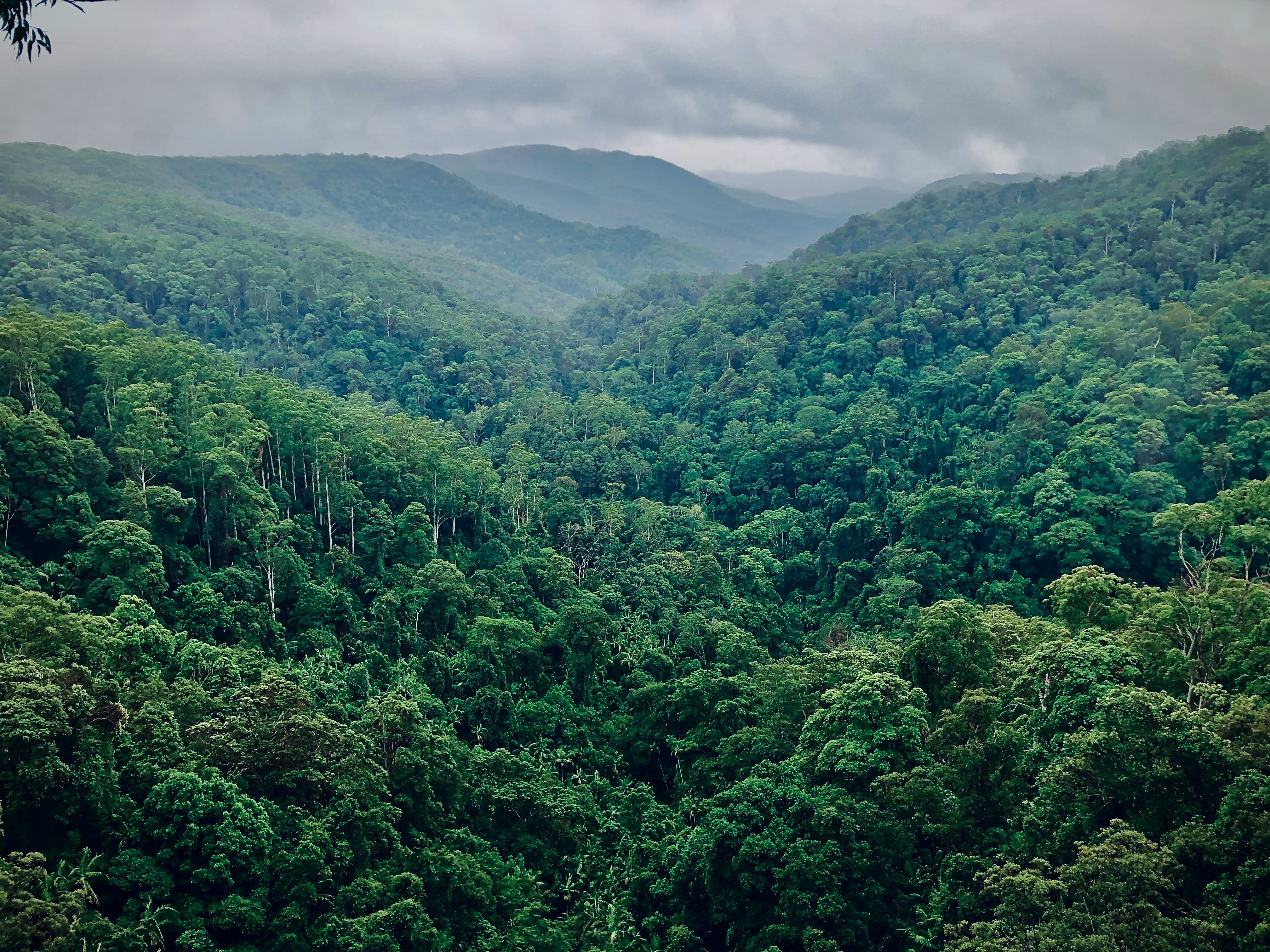Rainforest